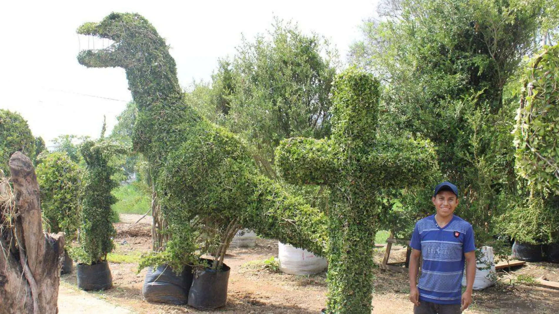 hermosas plantas con figuras de dinosaurio1